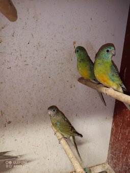 Papoušek zpěvavý - 3