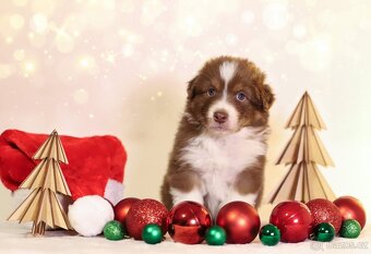 Australský ovčák s PP - 3