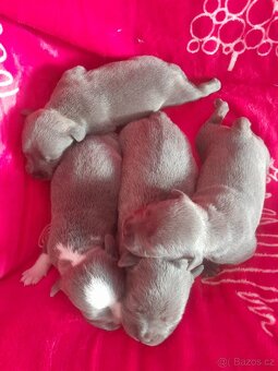 Štěňátka Stafordšírský bulteriér - 3