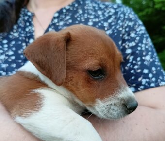 Jack russell terier krásný pejsek - 3