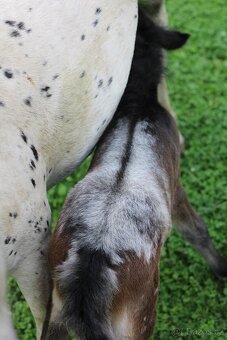 LUXUSNÍ minihorse hřebeček - 3