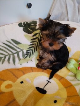 Yorkshire terrier, Jorkšírský teriér PP FCI - 3