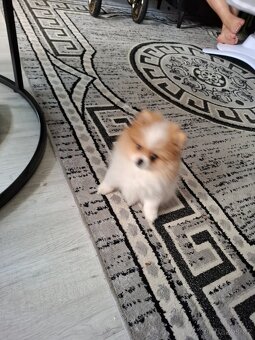 Štěňátko Pomeranian - 3