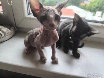 Sphynx koťata - 3