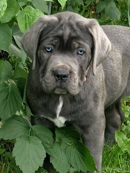 CANE CORSO štenatka s PP/ FCI rodokmen - 3