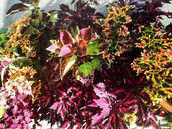 velké zdravé rostliny - 3