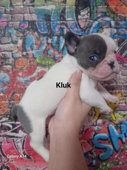 Francouzský buldoček - 3