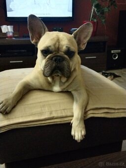 Francouzský buldoček - 3