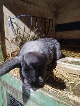 Králíci - 3