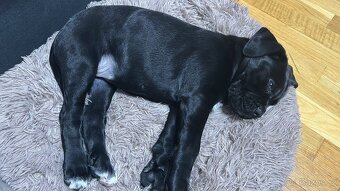 Štěňata Cane Corso - 3