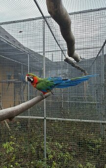 Ara Harlekýn 0.1 - 3