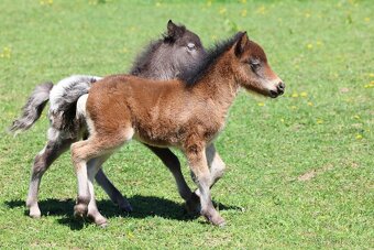 ELEGANTNÍ minihorse klisna - 3