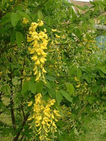 Štědřenec odvislý - Laburnum anagyroides 30 semen 50 Kč - 3