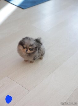 Pomeranian mini - 3