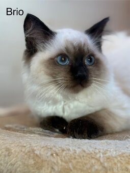 RAGDOLL - 3