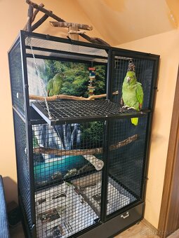 Amazoňan pomoučený REZERVACE - 3