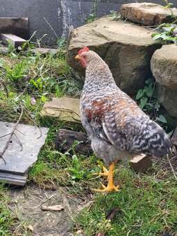 Prodám letošní kohouty - 3