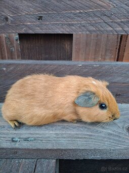 Prodám mláďata morčat - 3