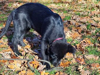 Německý ovčák fenka s PP - 3
