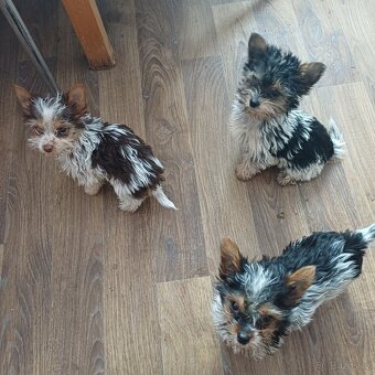 Biewer jork-fenečky bez pp,táta německý pp - 3