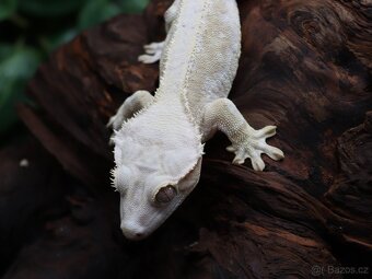 Pagekon řasnatý - High Coverage Yellow Base Lilly White - 3