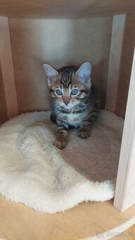 Bengalská kočka-koťátka s PP - 3