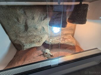 Terárium pro Agamu - 3