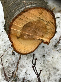 dřevo kmen višně - 3