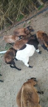 Kamerunské ovce - 3