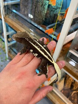 AXANTHIC C. Ciliatus - 3