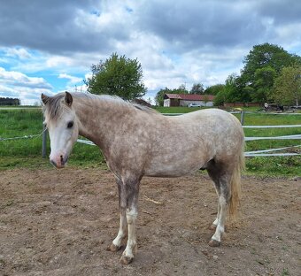 2 letý valášek welsh pony - 3