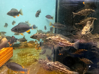 Tlamovci Nimbochromis polystigma F1 - 3