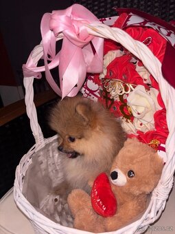 Pomeranian štěňátko - 3