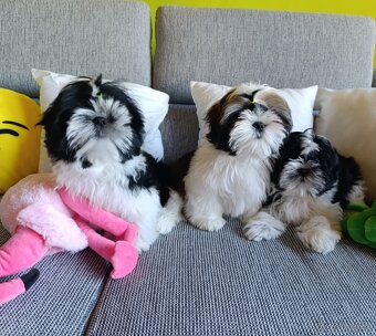 Shih-tzu s PP vymazlená štěňátka (Shih tzu) - 3