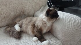 2mačičky ragdoll,radgoll,aktuálne k odberu - 3