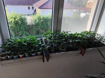 Chilli sazenice - 3