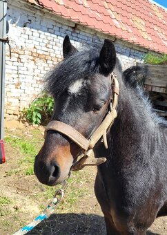 Hřebeček WPBr pony - 3