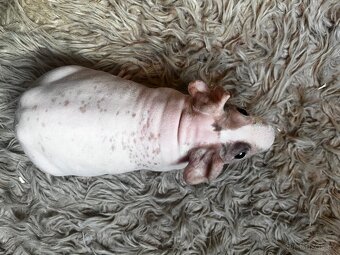 Skinny guinea pig- morčátka - 3