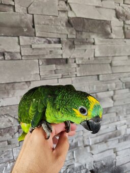 Prodám letošní ručně dokrmená mláďata - 3