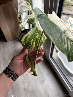Monstera albo - 3