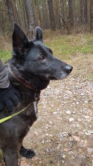 CONNIE K ADOPCI - nejvěrnější parťačka, mazel na N-tou - 3