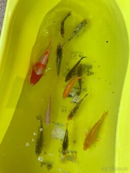 Koi Kapři - 3