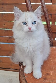 Kočičky ragdoll s PP - 3