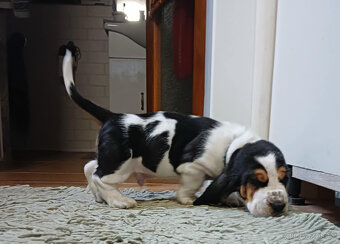 Bassethound - 3