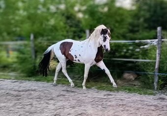 Připouštění homozygotním APH - 3
