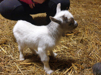 Kozel Holandský zakrslý s POP - 3