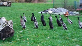 Kohouti a kačeři běžci - 3