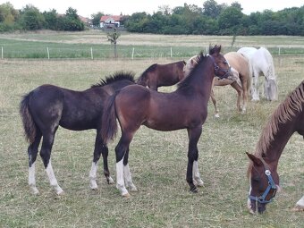 Welsh pony sekce B - 3