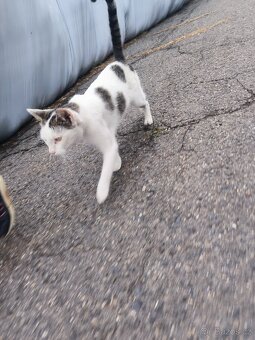 Kocourek za odvoz - 3