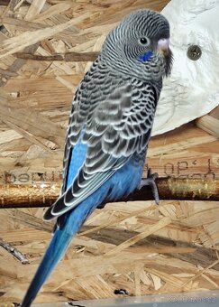 Andulky BF a BWBW (Double Black) - 3